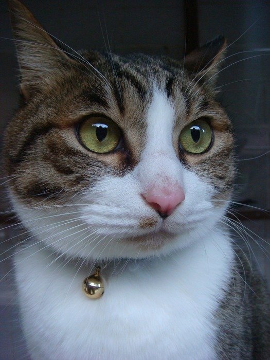 cat with golden collar close-up