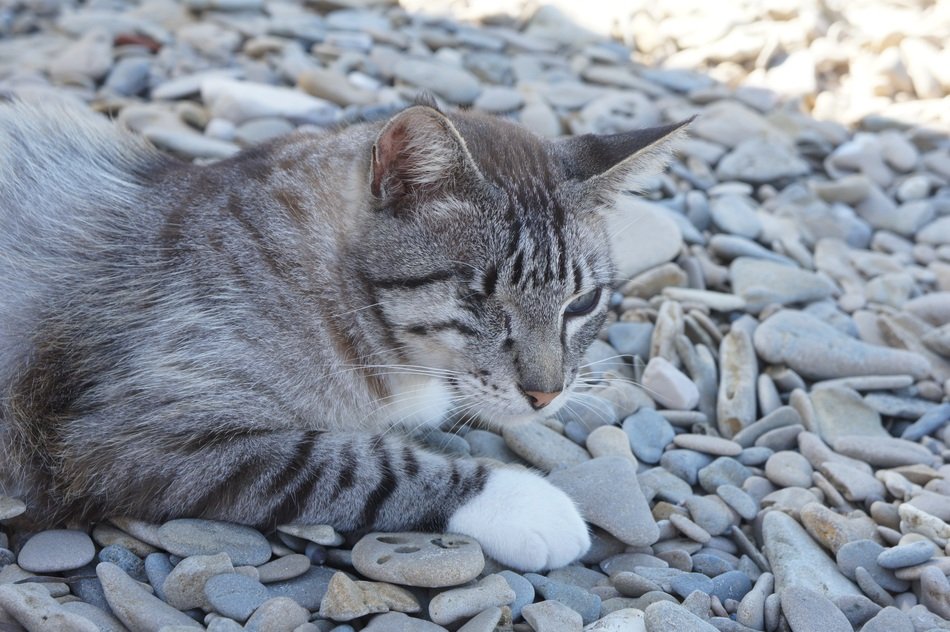 Cat on Beach