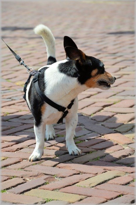 jack russell Dog posing outdoor