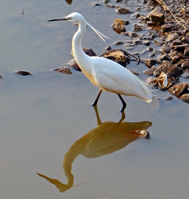 Egret Bird in İndia