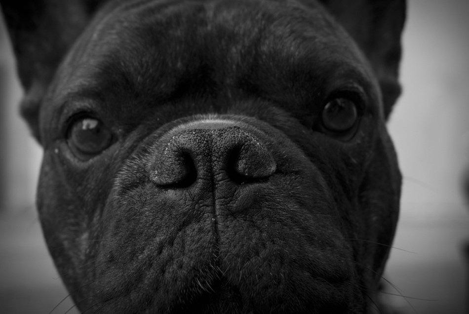 face of a black doggy close up