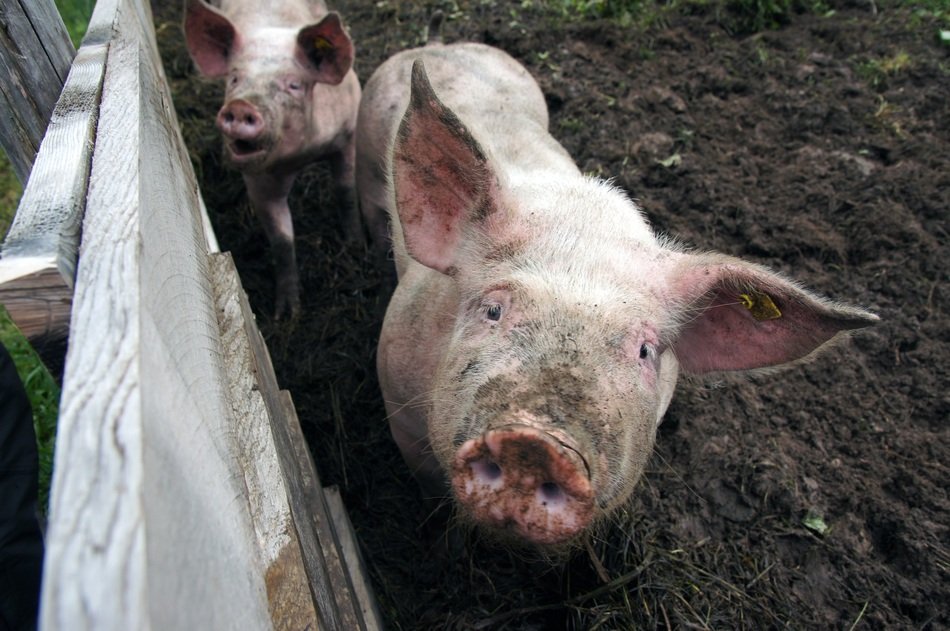 Pig on the earth