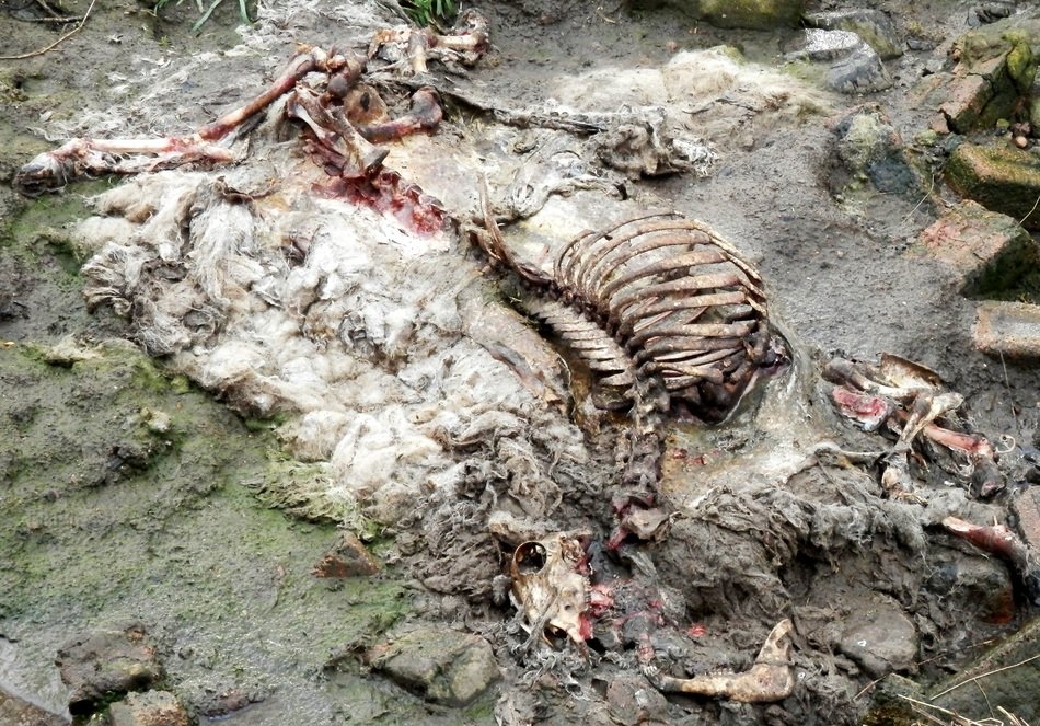 decomposed body of a sheep