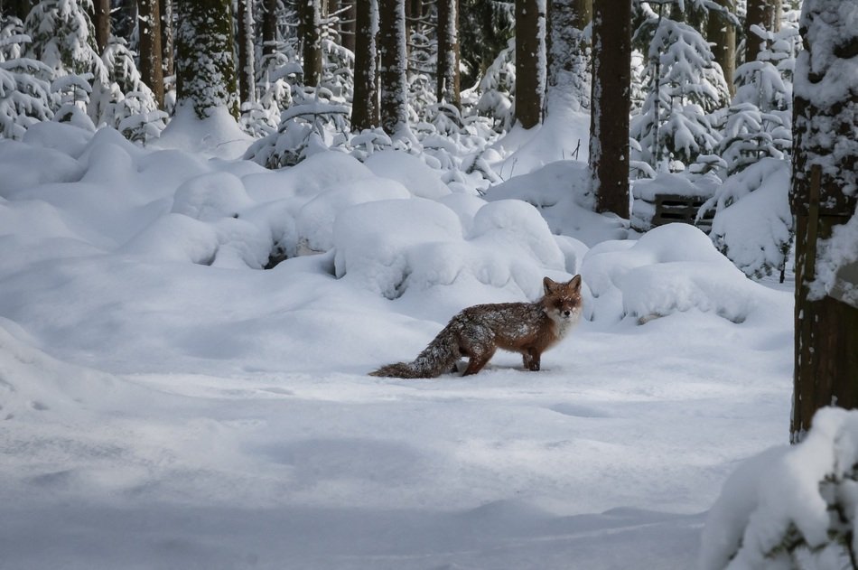 fox walks in the snow in the forest