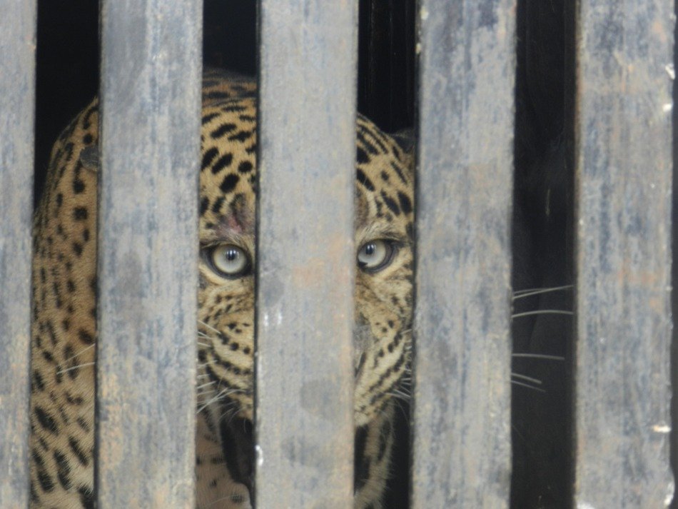 cute lovely Leopard