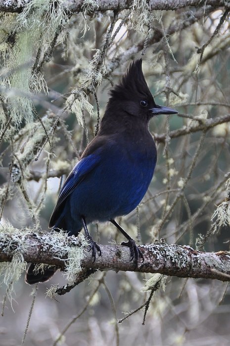 blue Stellars Bird portrait