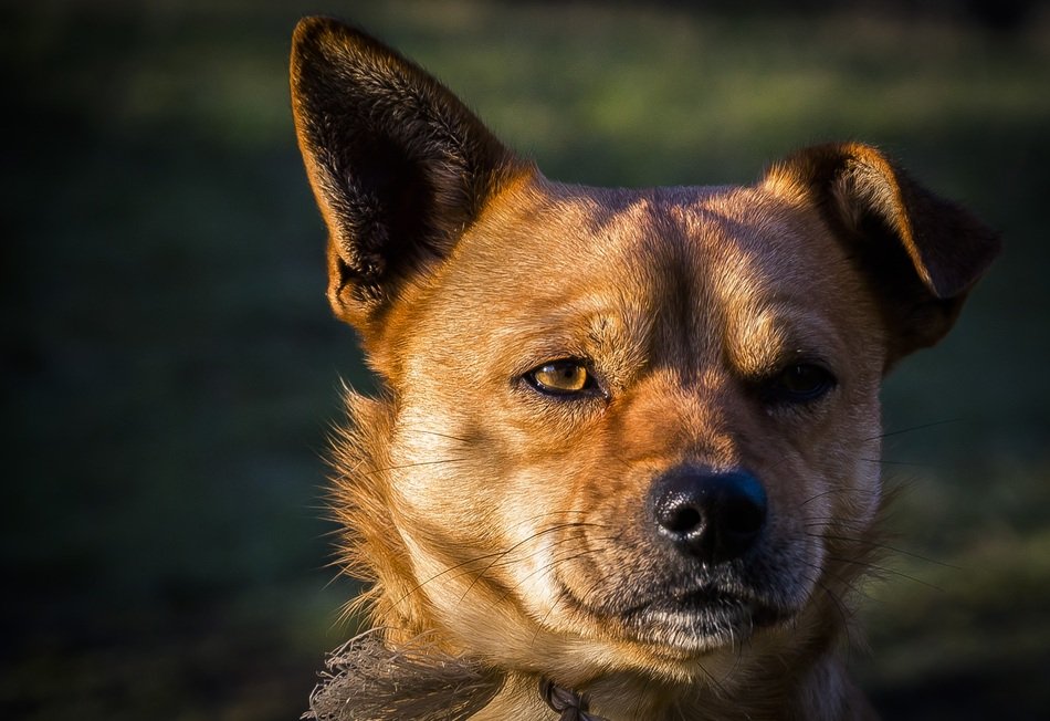 beautiful and amazing Dog face