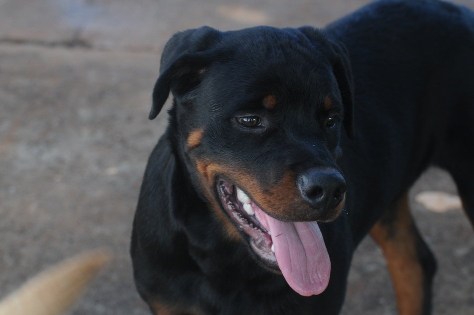 Dog Hottweiller Puppy