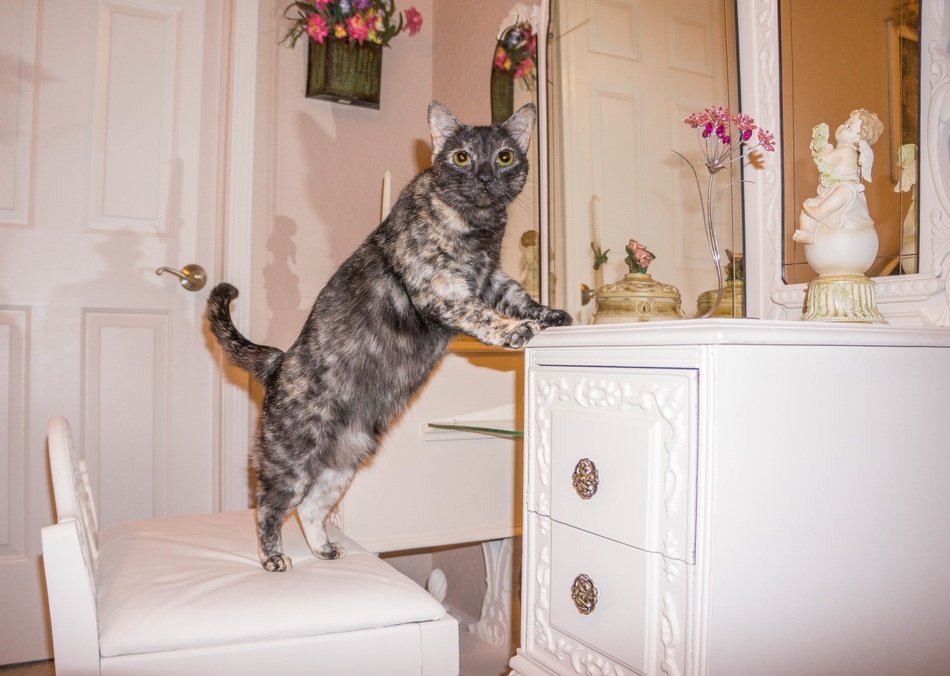Beautiful and colorful Tortie cat on the sofa near the mirror