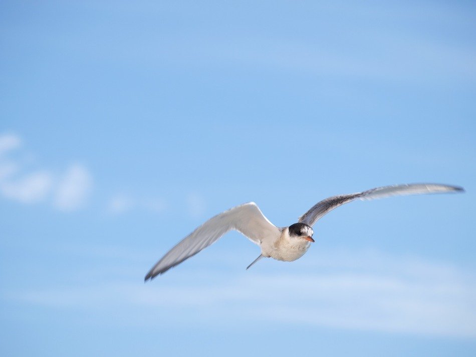 seagull in the clear sky in ireland