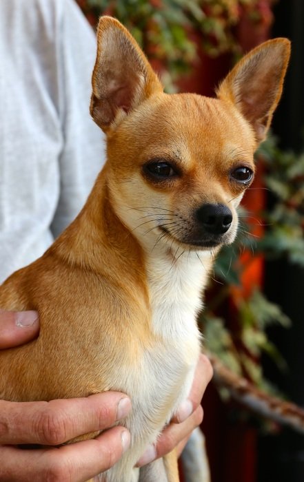 chihuahua in the hands of man
