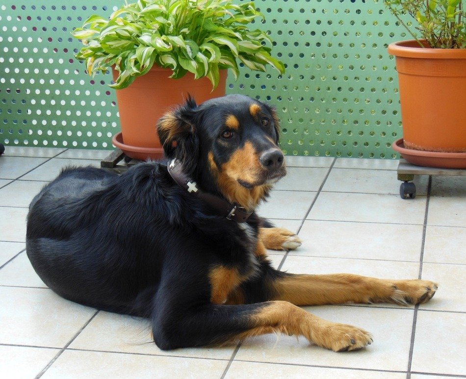 fascinating Hybrid dog