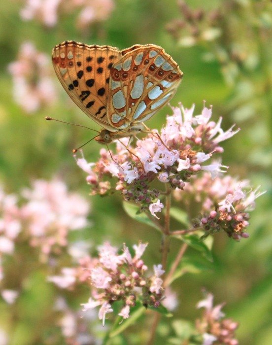 Nymphalidae from the family of Lepidoptera on flowers