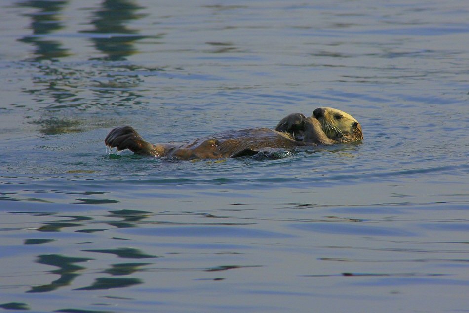 swimming Sea Otter, peaceful scene