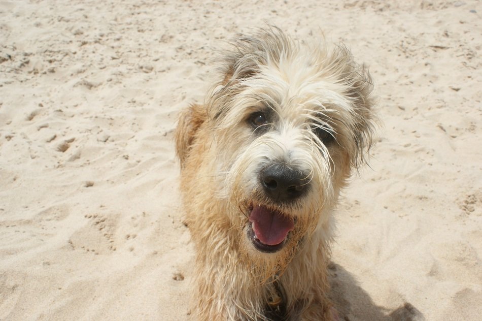 smiling dog on the beach close up