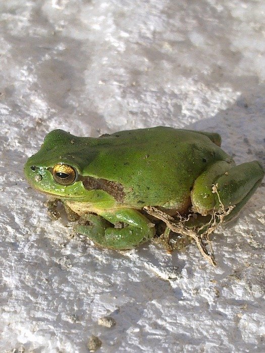 green frog on the snow