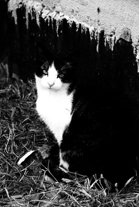 cute Cat Black And White photo