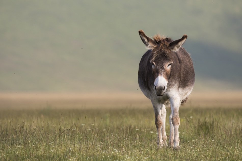 domestic Donkey walking on a meadow