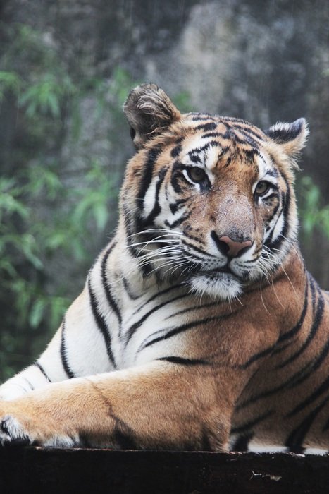 portrait of tiger in rainforest