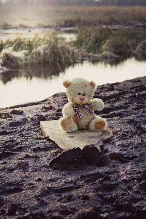 teddy bear on the board