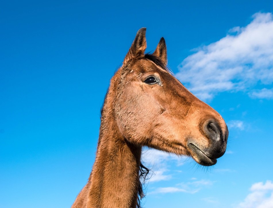 brown horse on a clear sky background