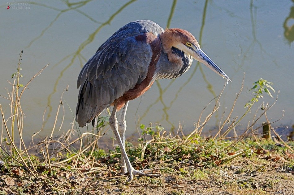 Goliath Heron on waterside