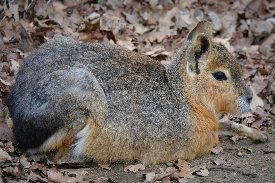 resting patagonian hare