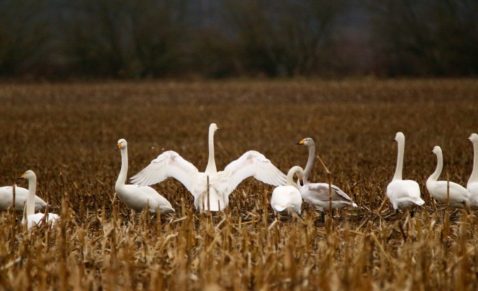 prettySwan Bird