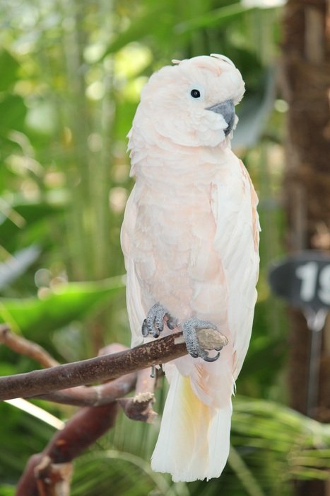 Beautiful white cockatoo on the branch