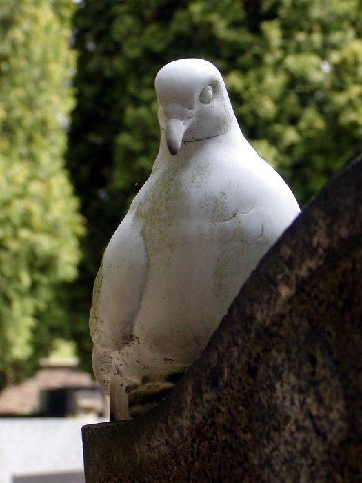 white figure of a dove in the cemetery