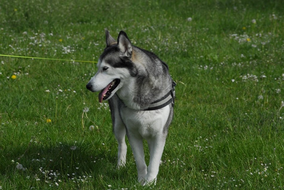 snow dog on green grass