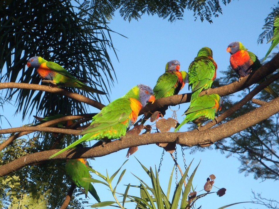 birds papagaien