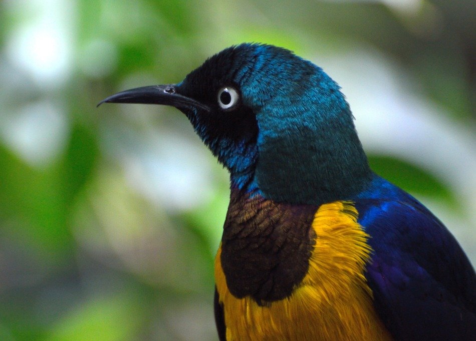 Royal starling with beautiful plumage