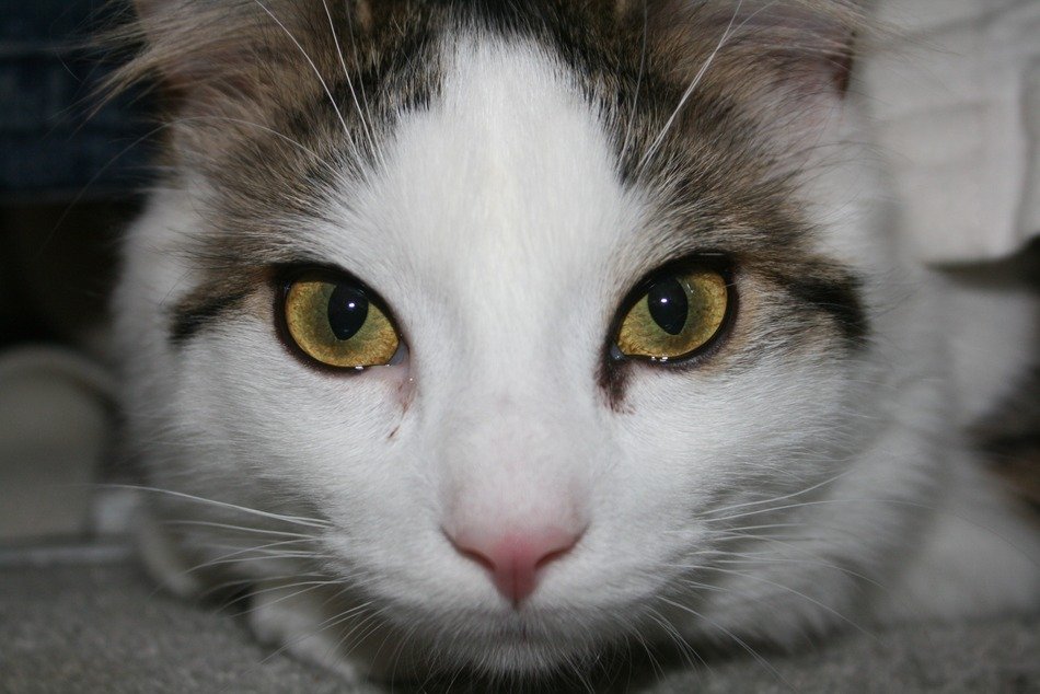 portrait of a cute domestic cat