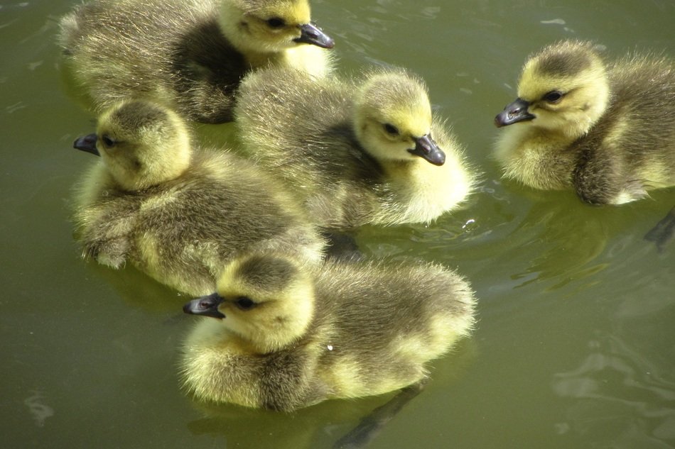 floating fluffy gooses children