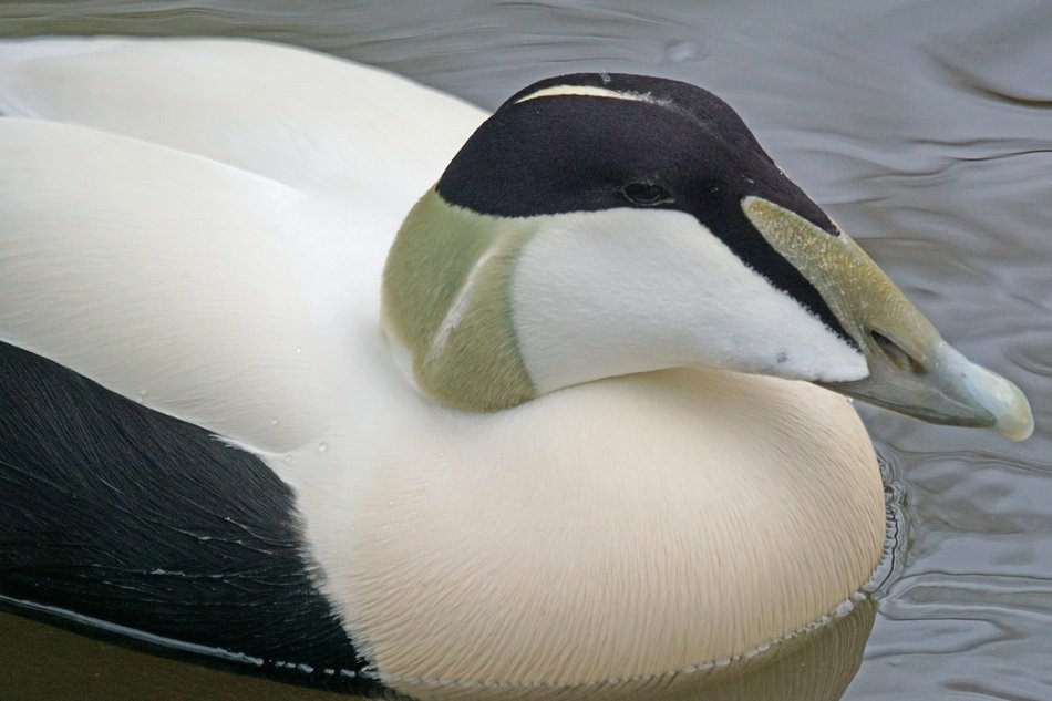 beautiful noble smooth duck