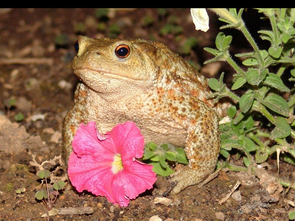 toad and pink buttercup