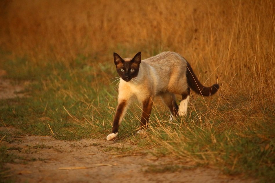 siamese cat walking on grass in the evening