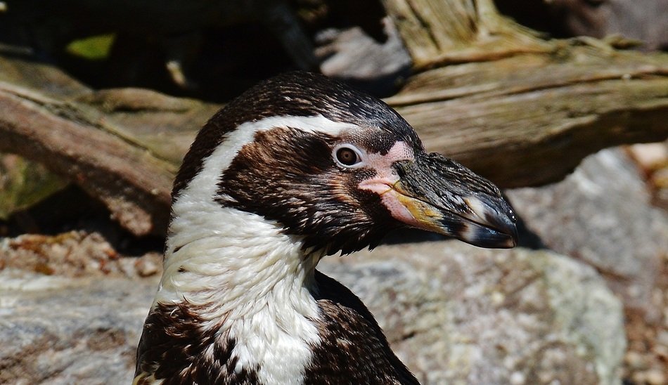 penguin in the zoo in Munich