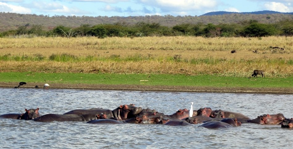 hippos in the african river