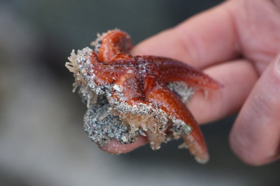 Starfish on fingers