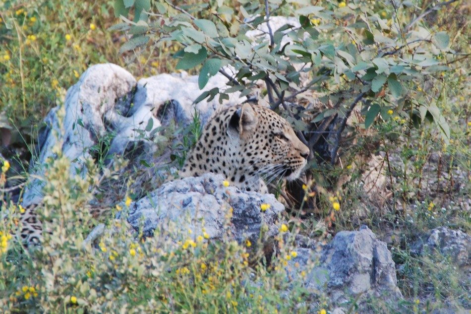 leopard among the stones in Africa