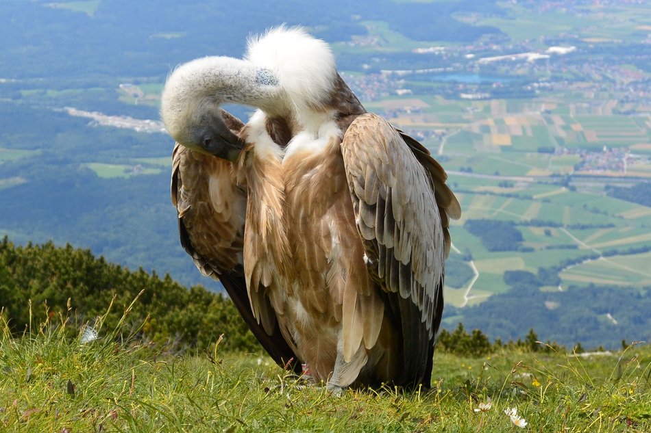incredibly beautiful Vulture Bird