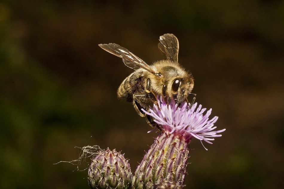 bee on prickly bud
