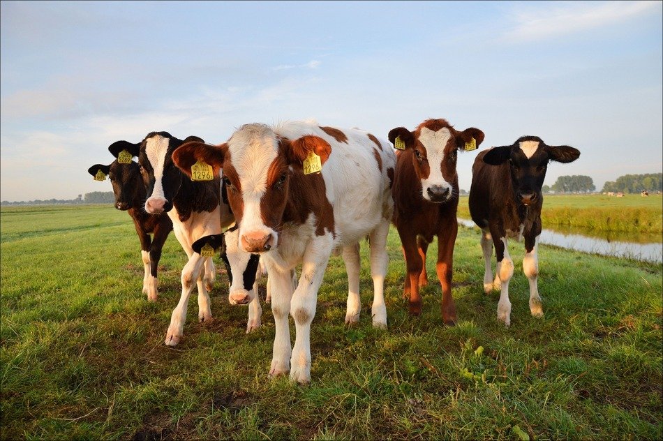 a herd of spotted cows on the ranch