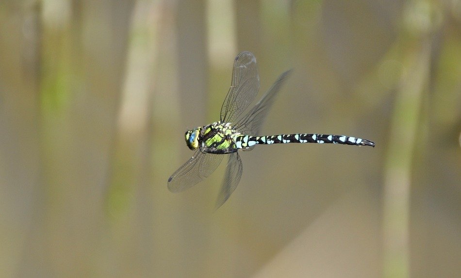 parthenope in flight