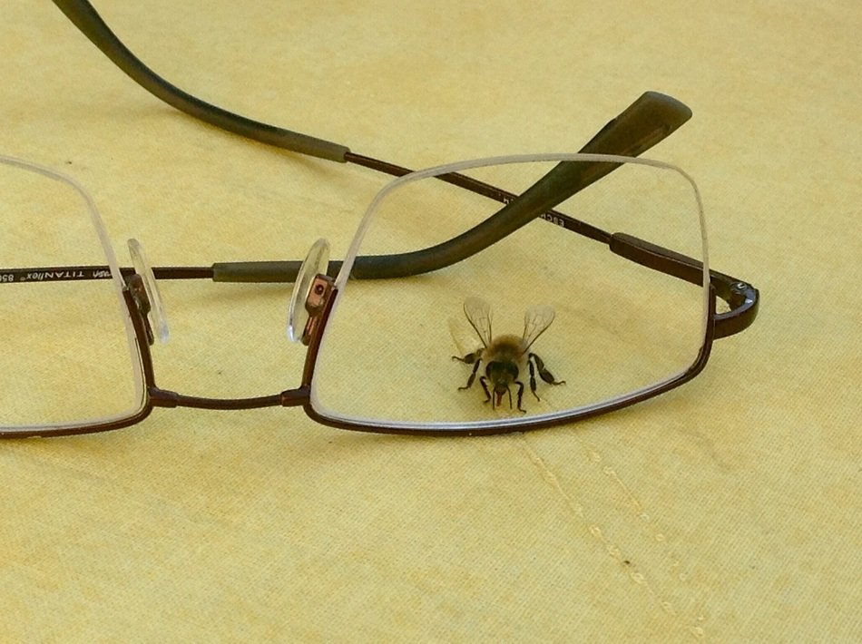 flies under glasses lens