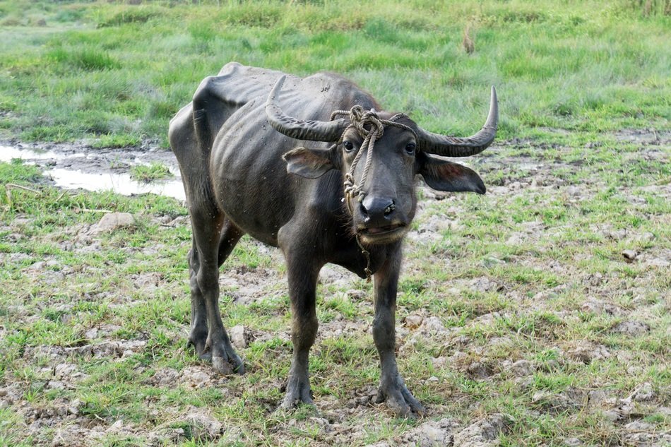 Buffalo in Asia