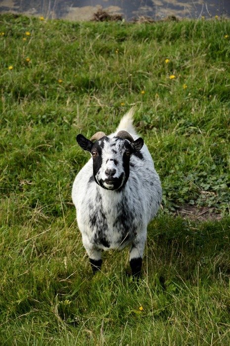 white goat with dark spots on the meadow