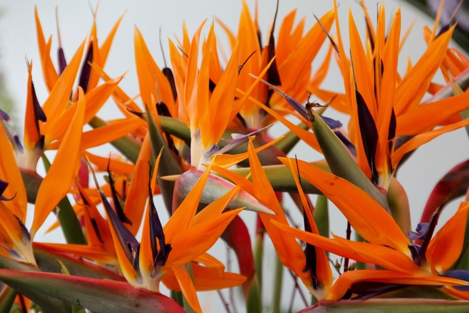Orange paradise flowers